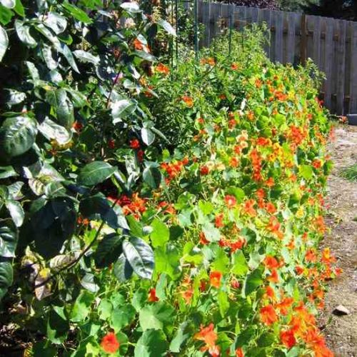 My Grandmother's Garden and Simpler Times